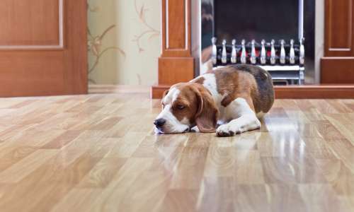 Houston Floor Installation Floor Refinishing Floor Laying